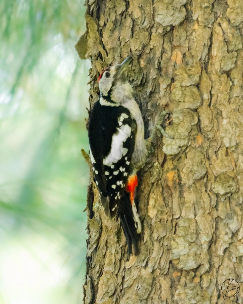 Himalayan Woodpecker male
