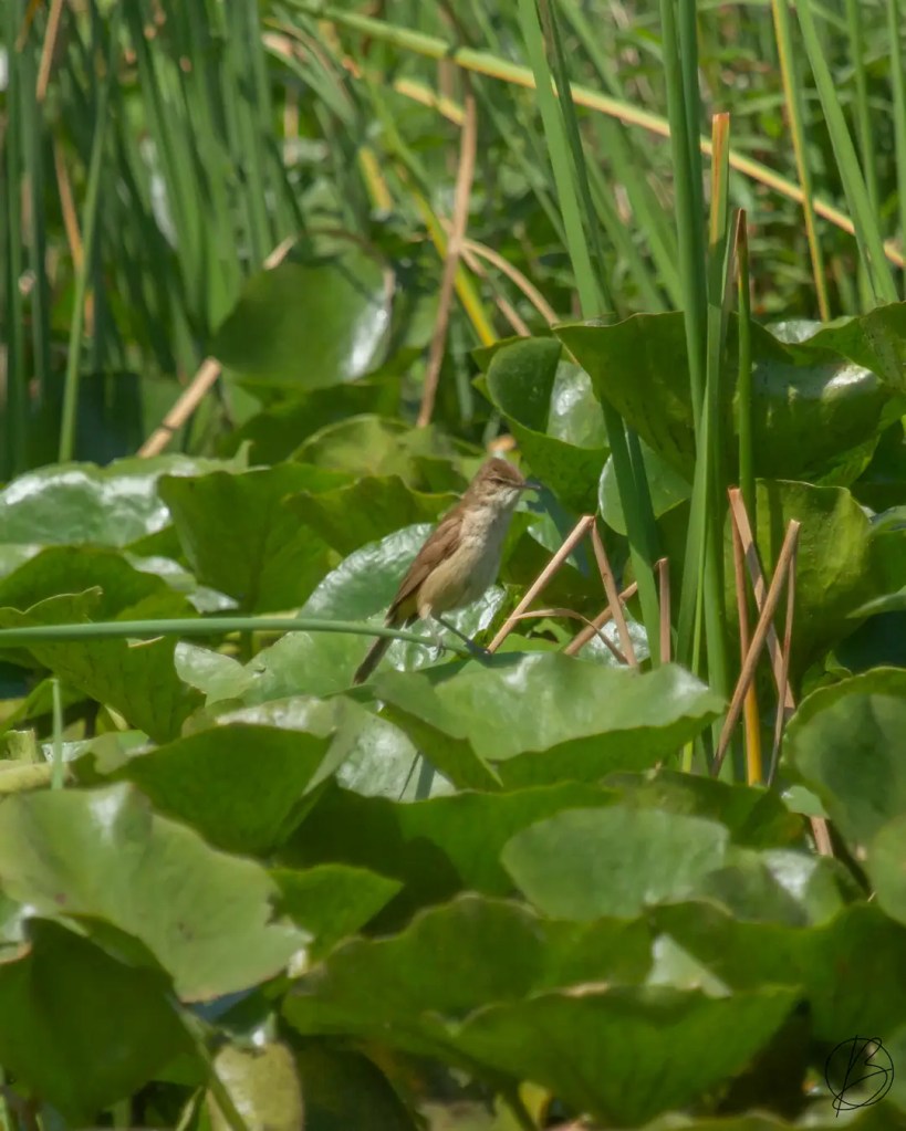 Record shot of Clamorous Reed Warbler