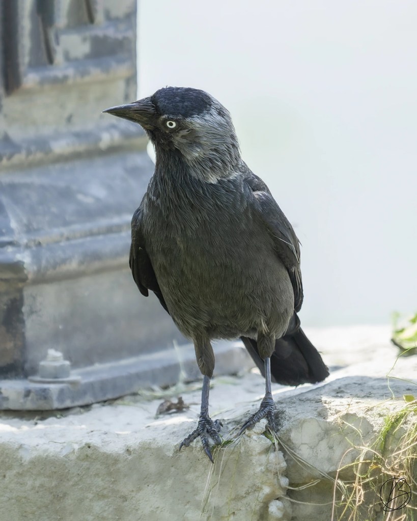 Eurasian Jackdaw