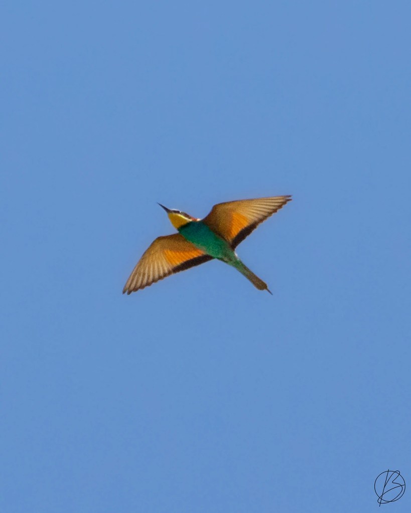 European Bee-Eater flying
