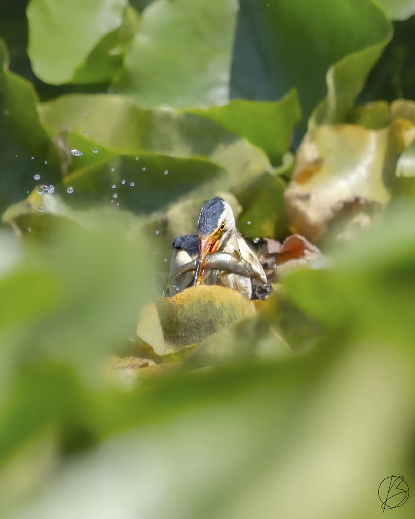 Male Little Bittern with a catch