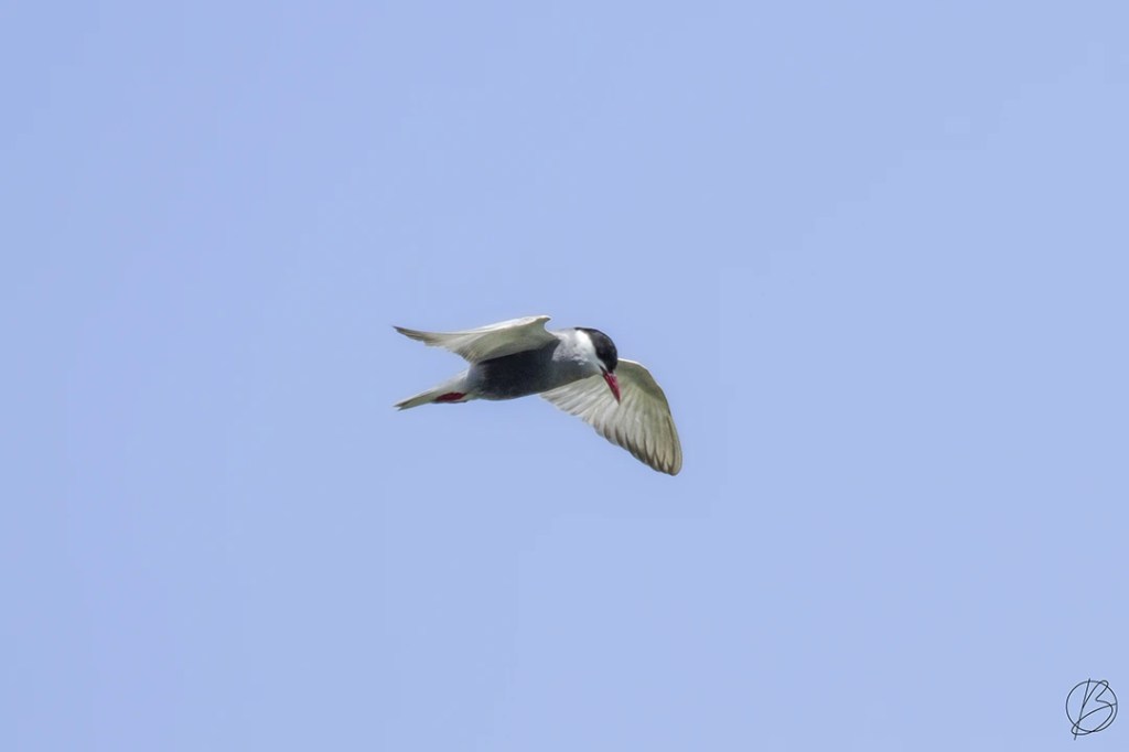 Whiskered Tern in flight