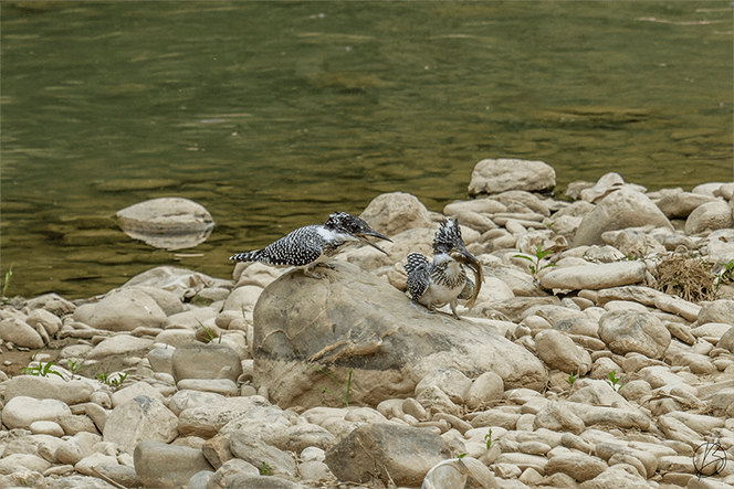 Crested Kingfisher pair with fish kill