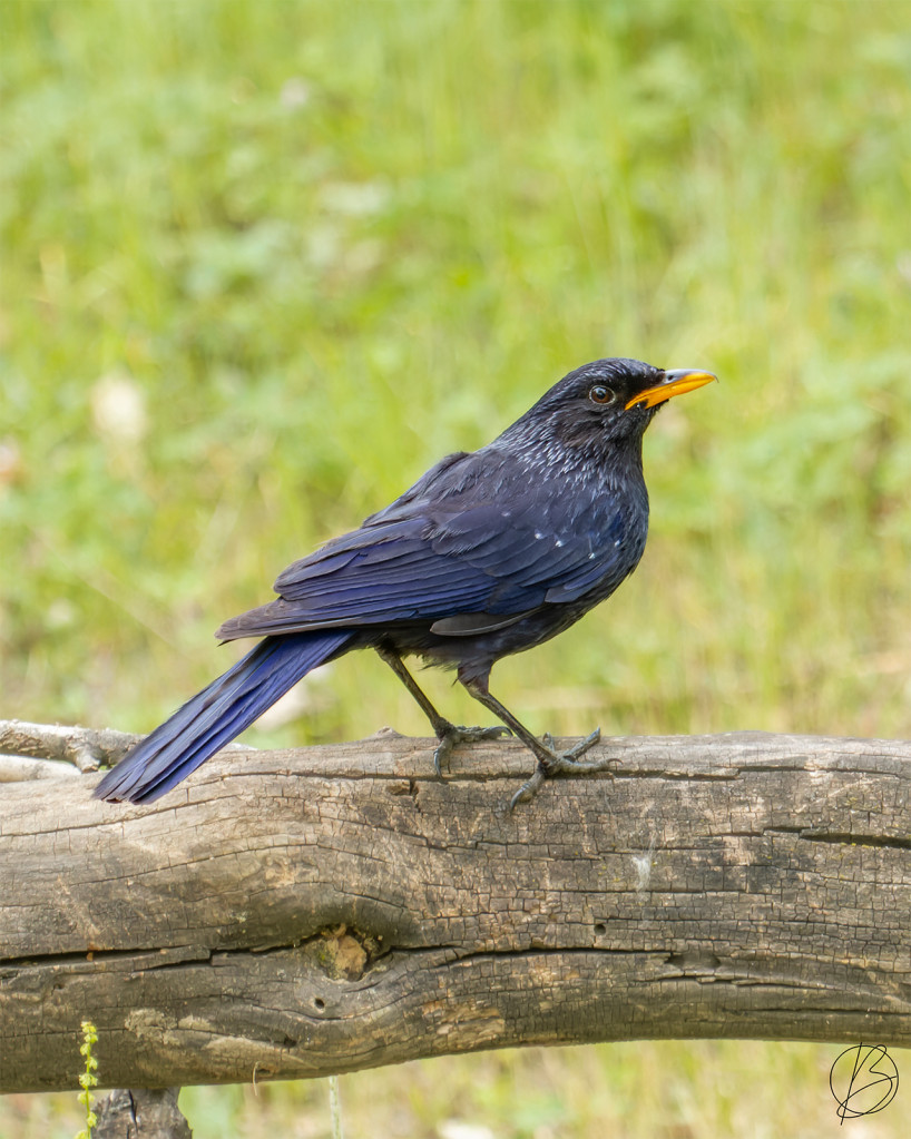 Blue-Whistling Thrush