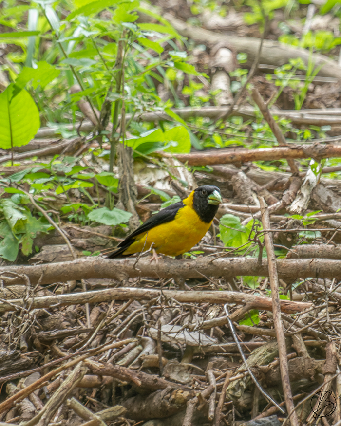 Black-and-Yellow Grosbeak male