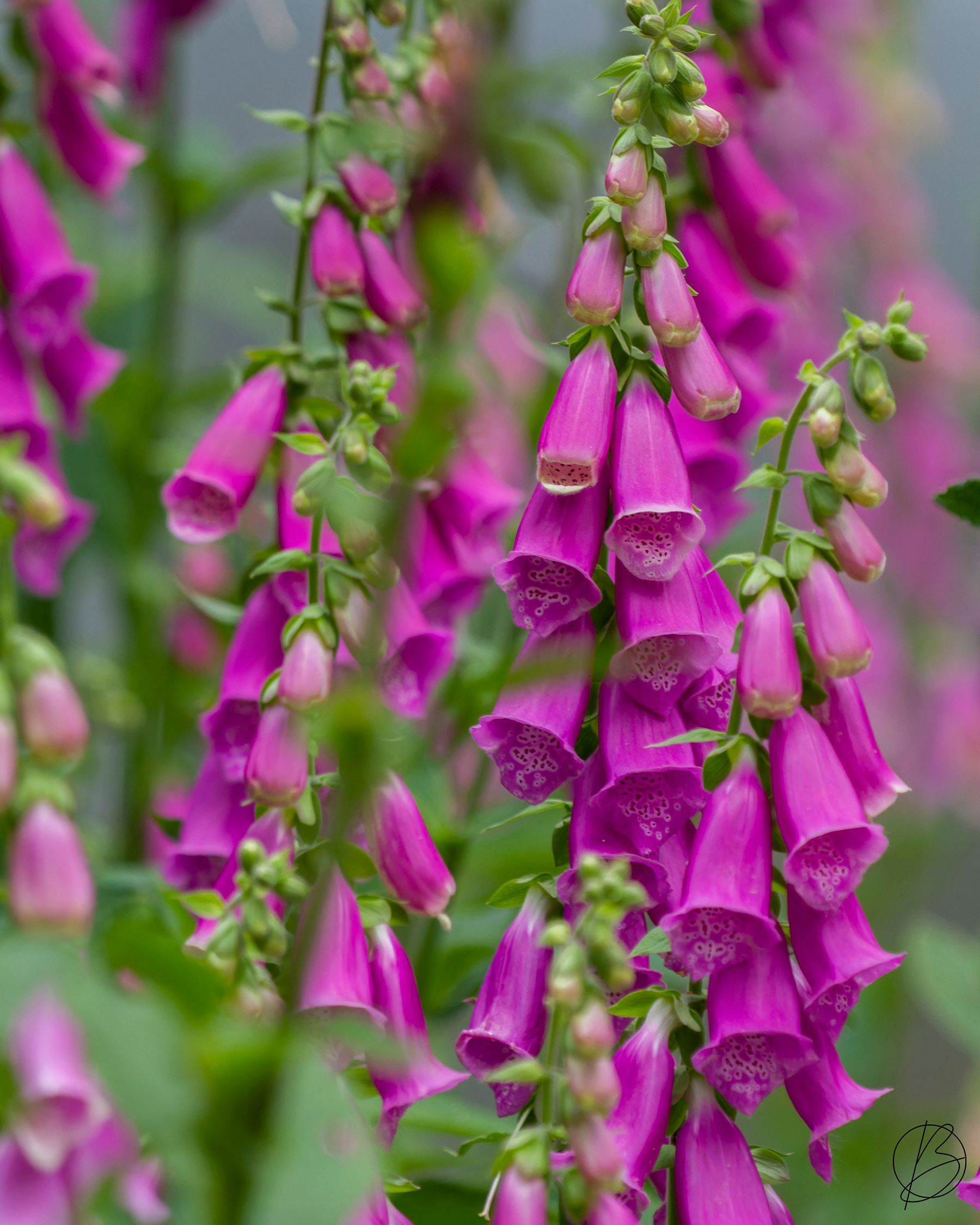 Foxglove flowers