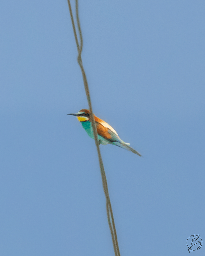 European Bee-Eater