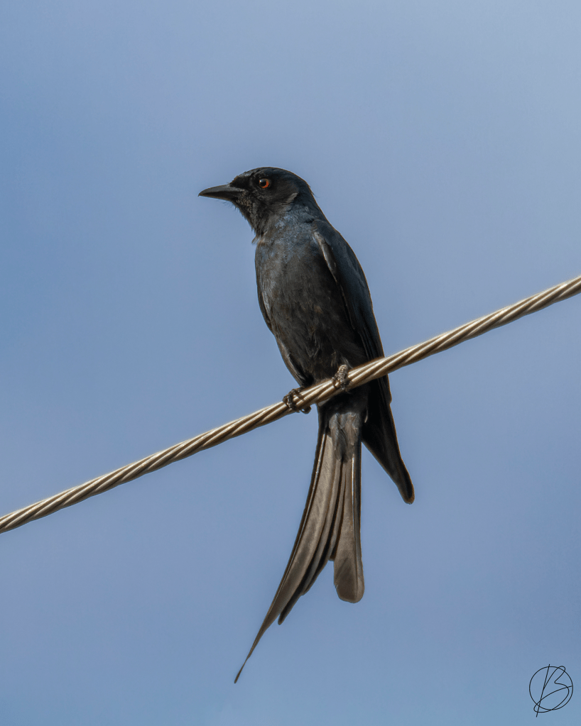 Ashy Drongo