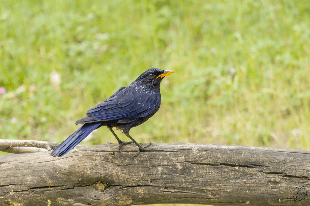Birding in Kashmir | Mission Kashmir – Part&nbsp;3