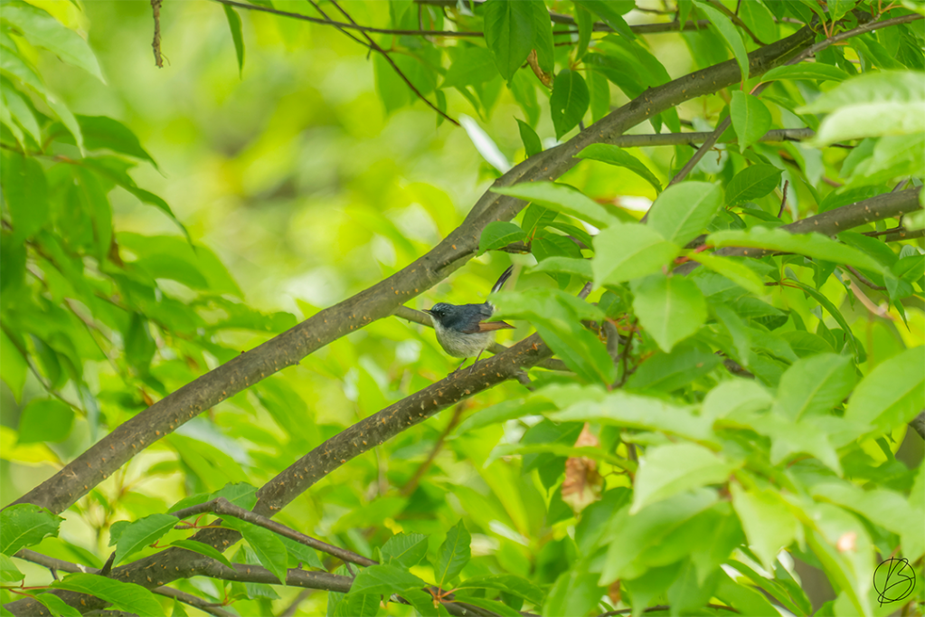 Slaty-Blue Flycatcher