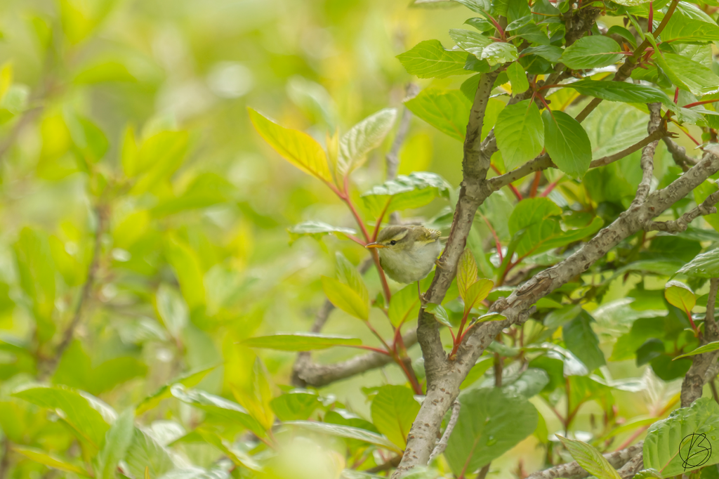 Western-Crowned Warbler