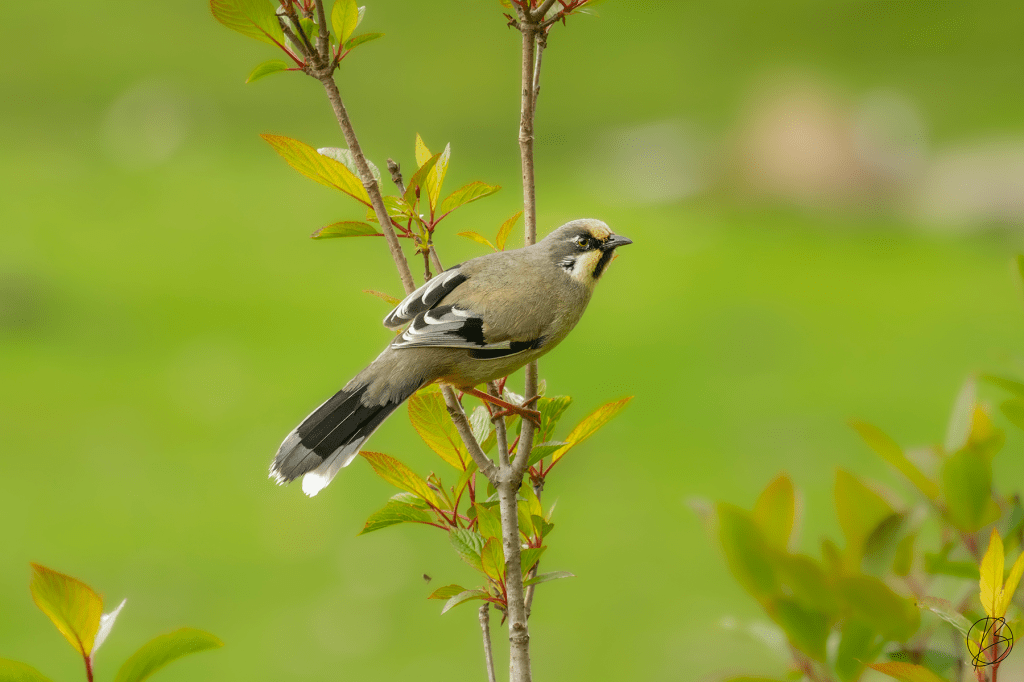 Variegated Laughingthrush