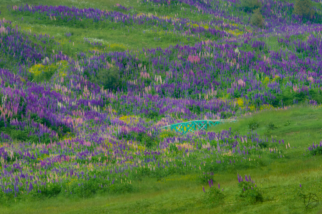 Garden Lupines in Gulmarg