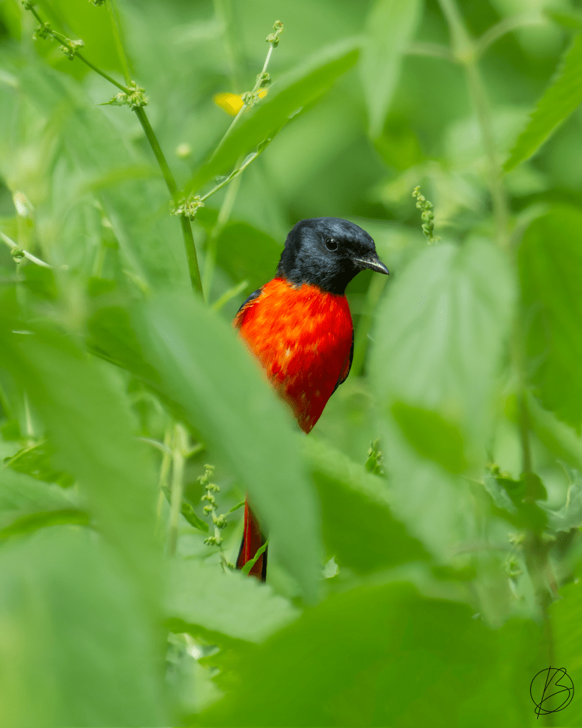 Long-Tailed Minivet male