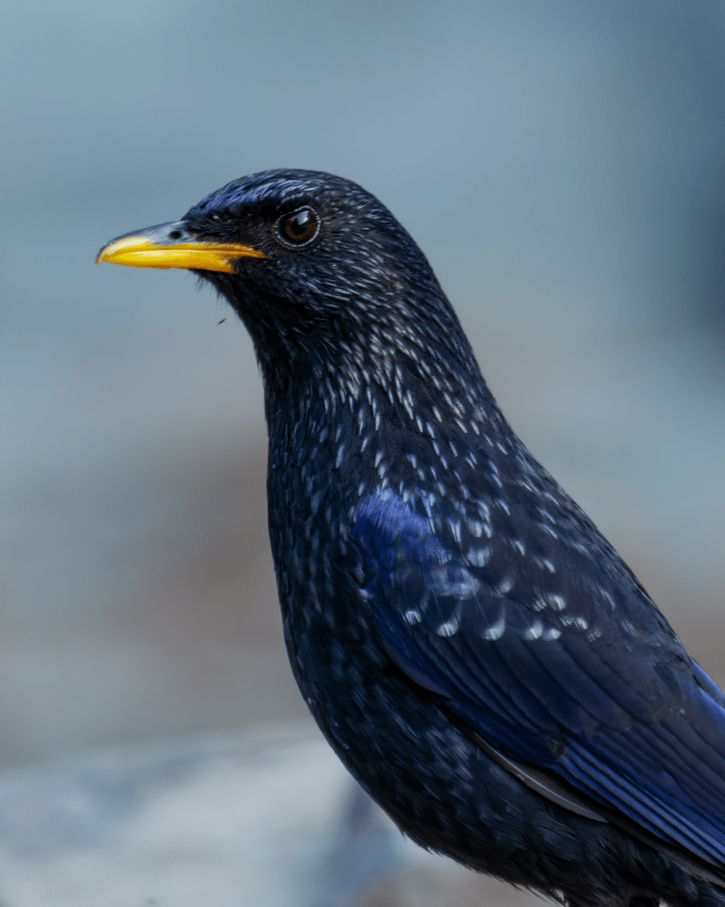 Blue-Whistling Thrush
