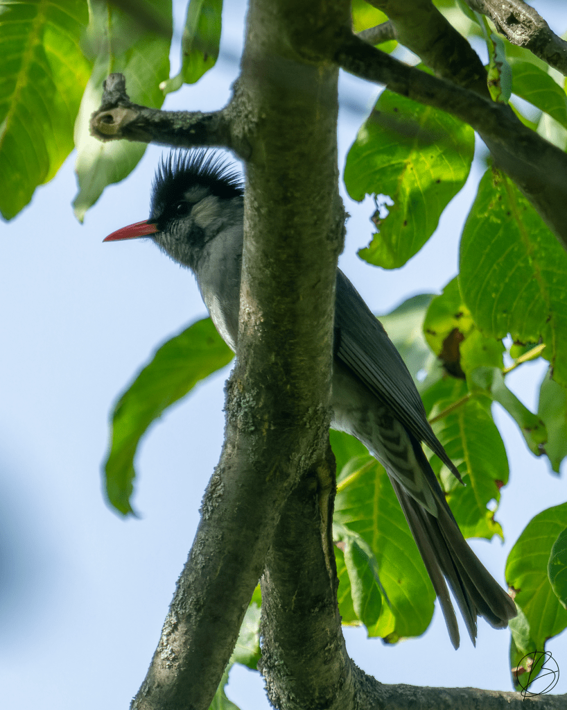 Black Bulbul