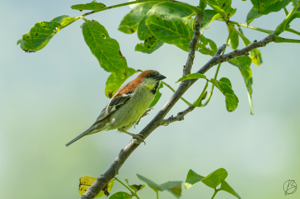 Russet Sparrow male