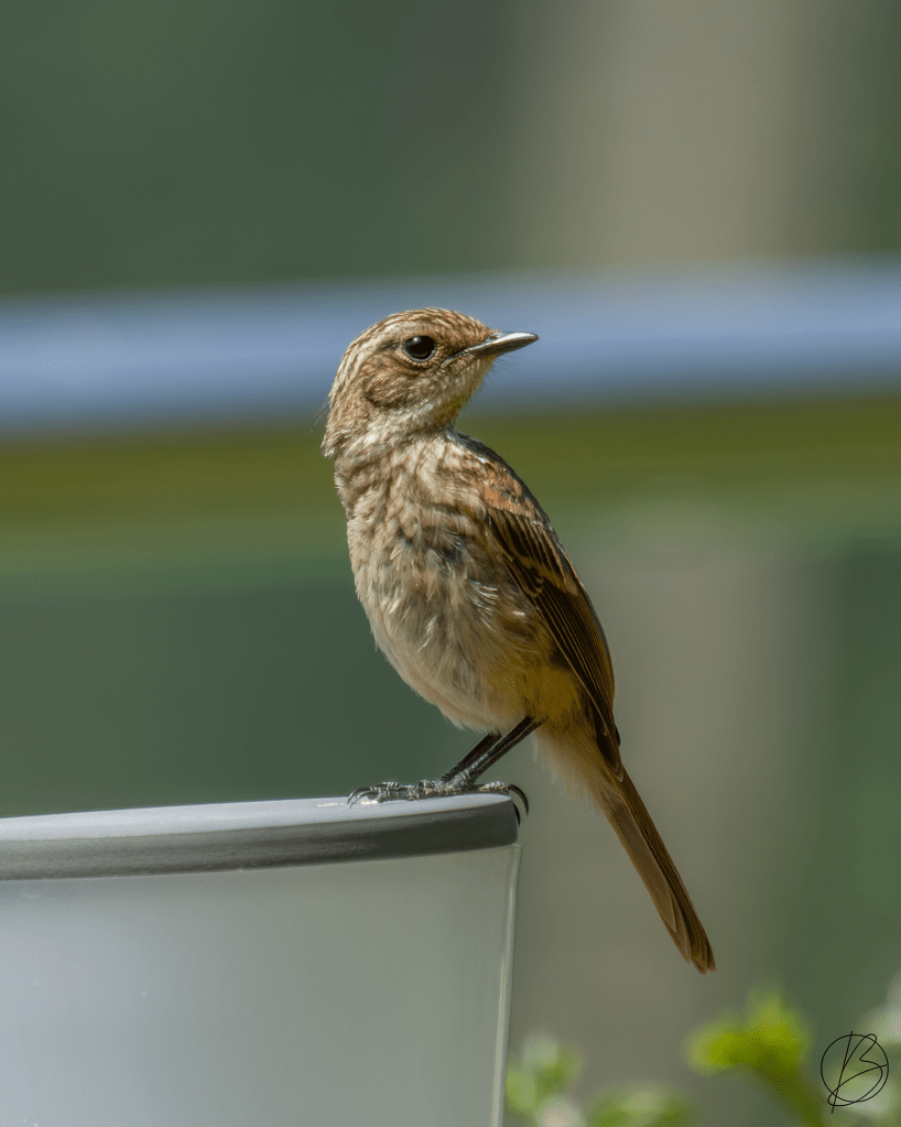 Siberian Stonechat juvenile