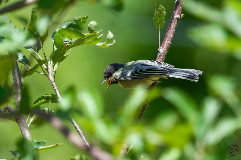 Birding in Kashmir | Mission Kashmir – Part&nbsp;4