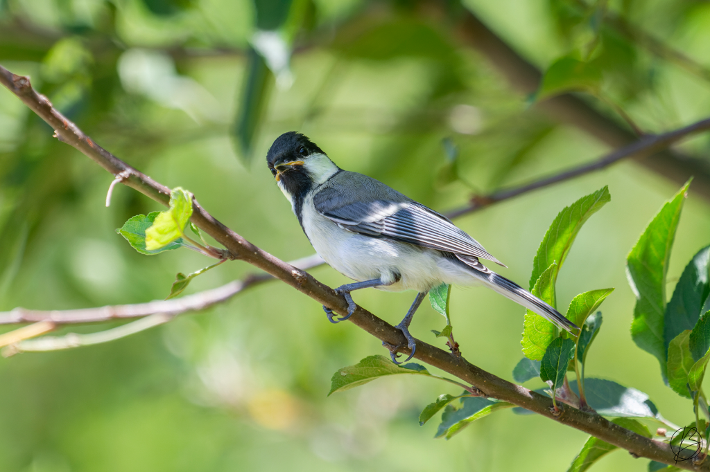 Cinerous Tit juvenile