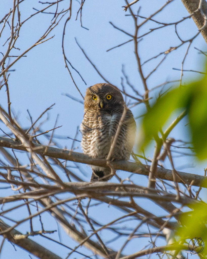 Jungle Owlet
