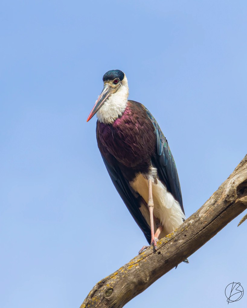 Wooly-Necked Stork