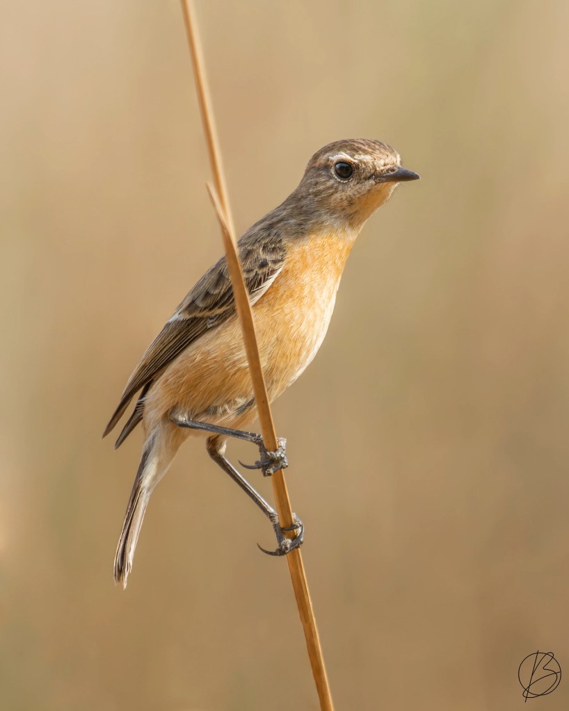 Siberian Stonechat females