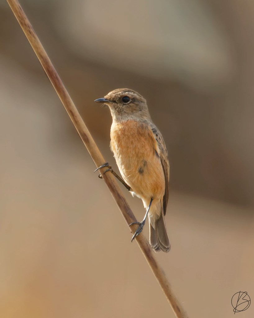 Siberian Stonechat females