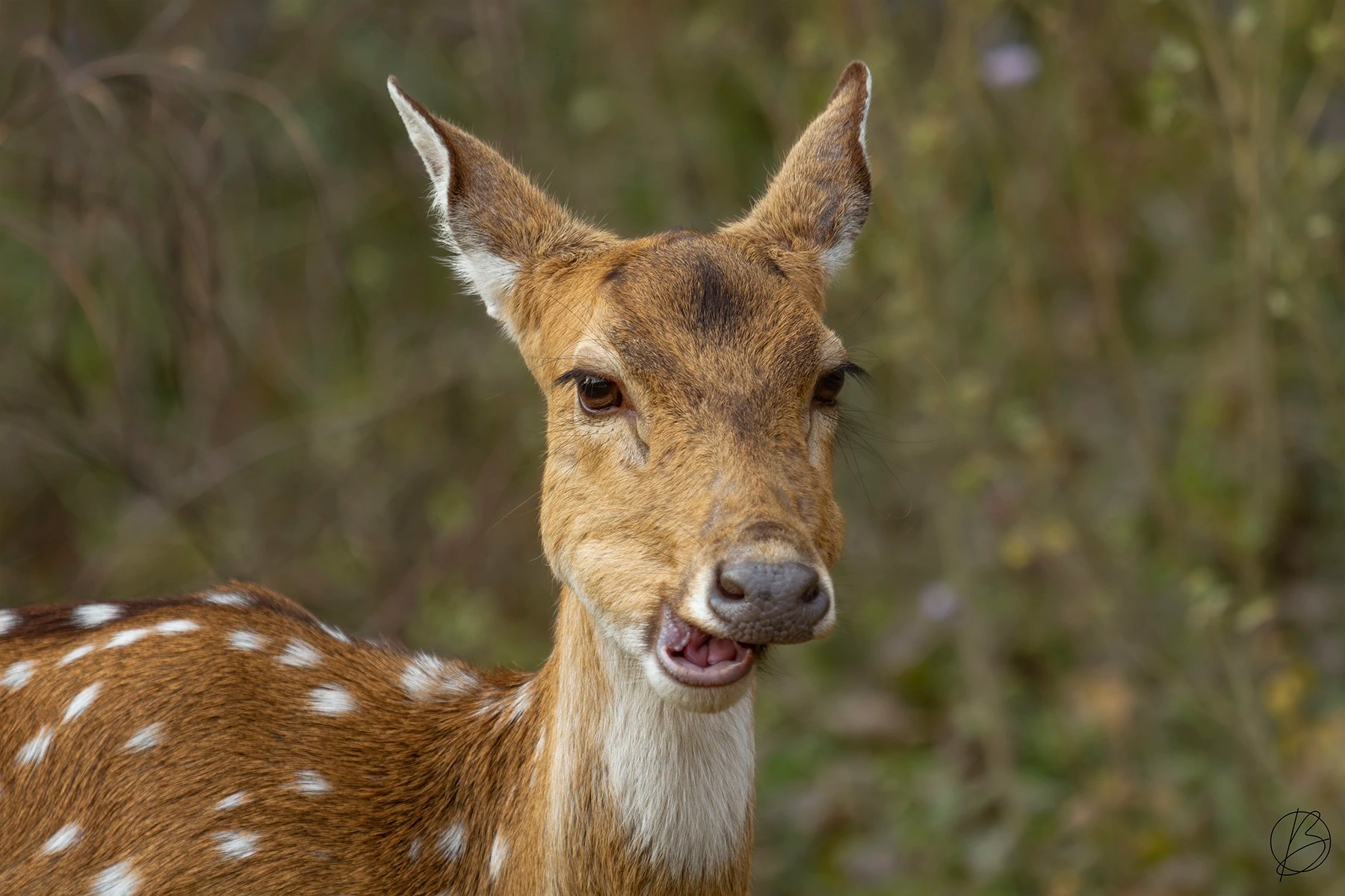 Spotted Deer