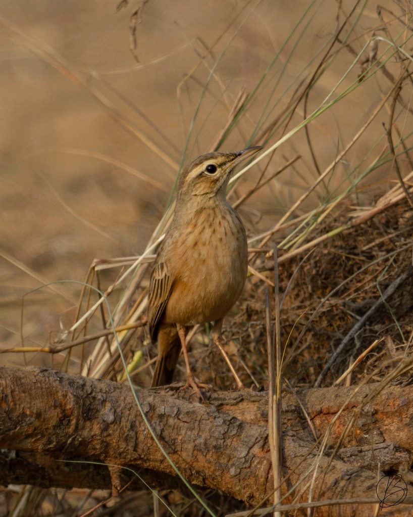 Long-Billed Pipit