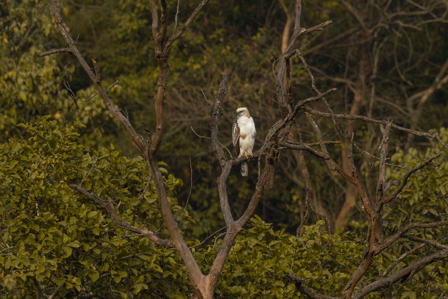 Changeable Hawk Eagle