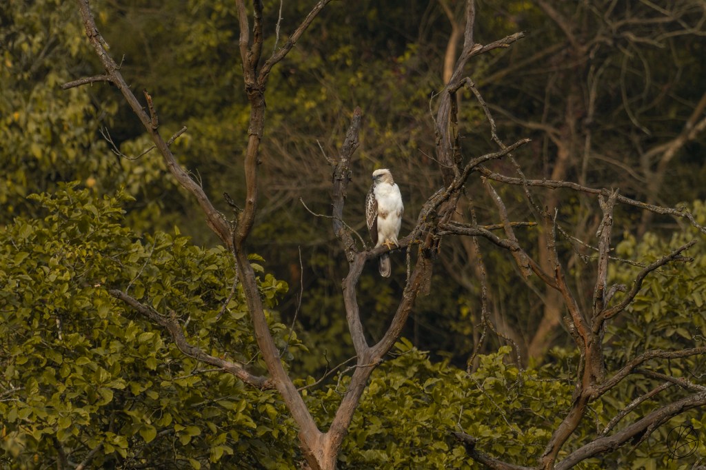 Changeable Hawk Eagle