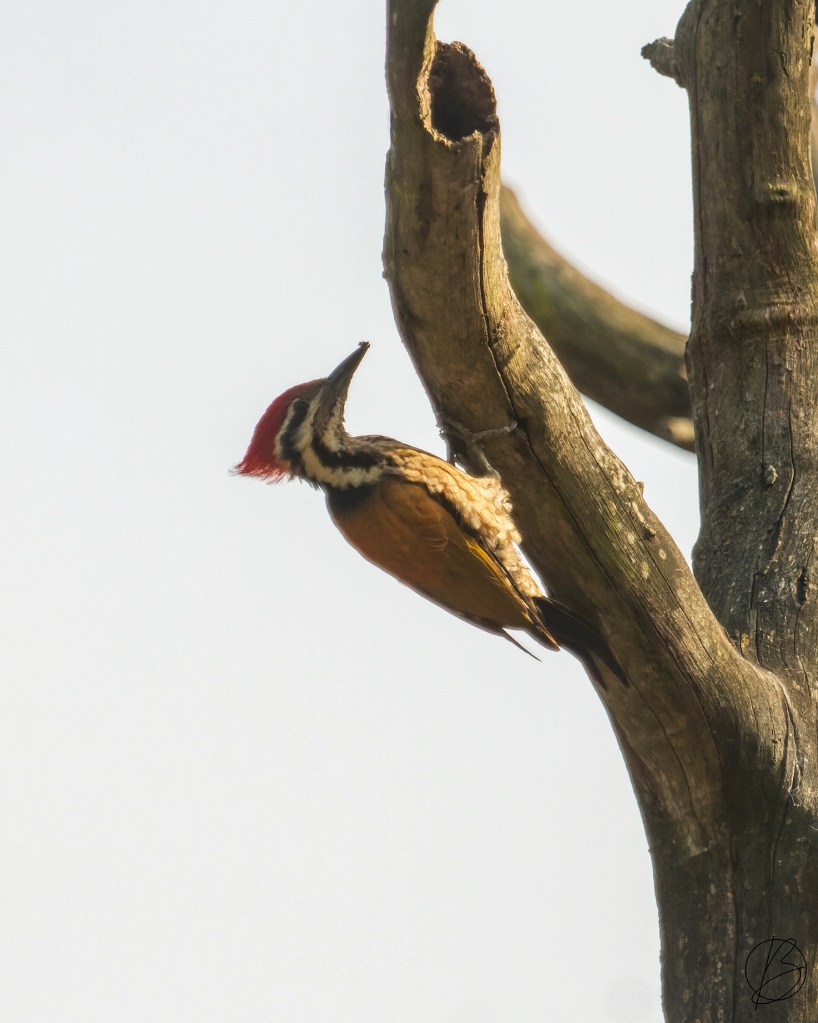 Himalayan Flameback male