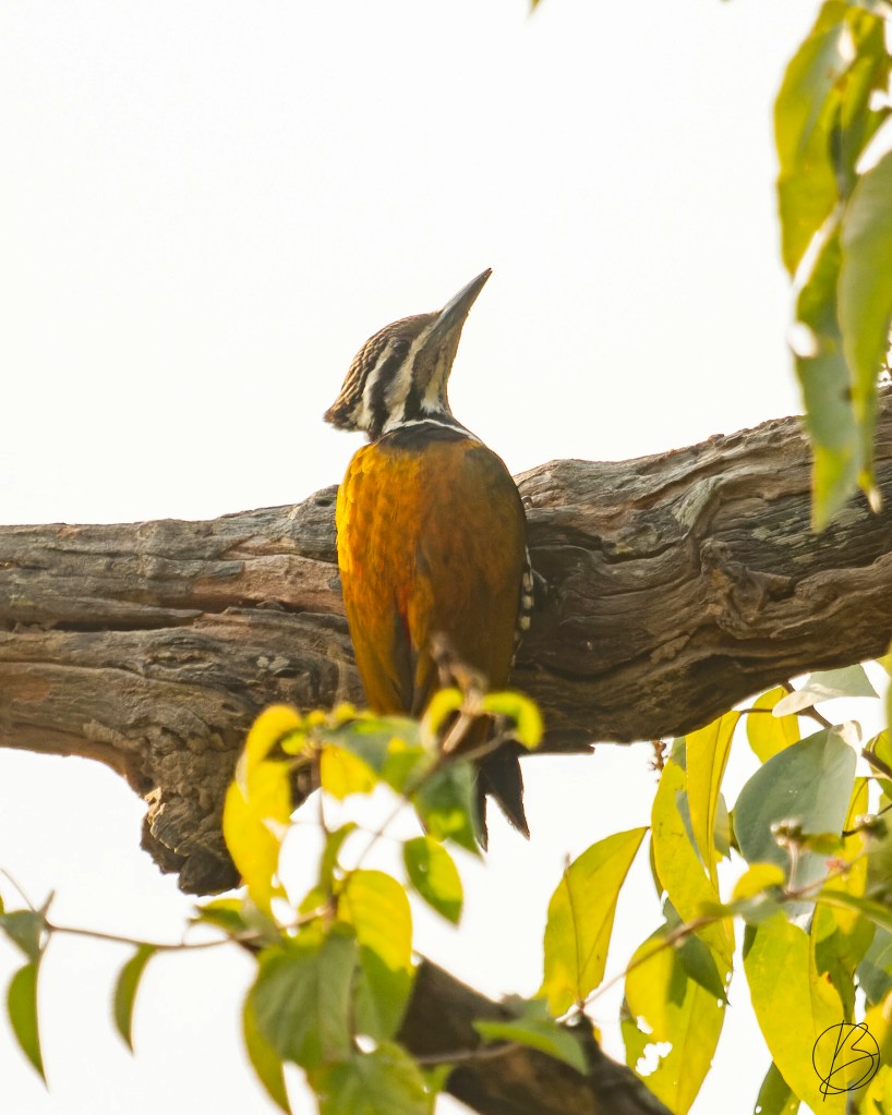 Himalayan Flameback female