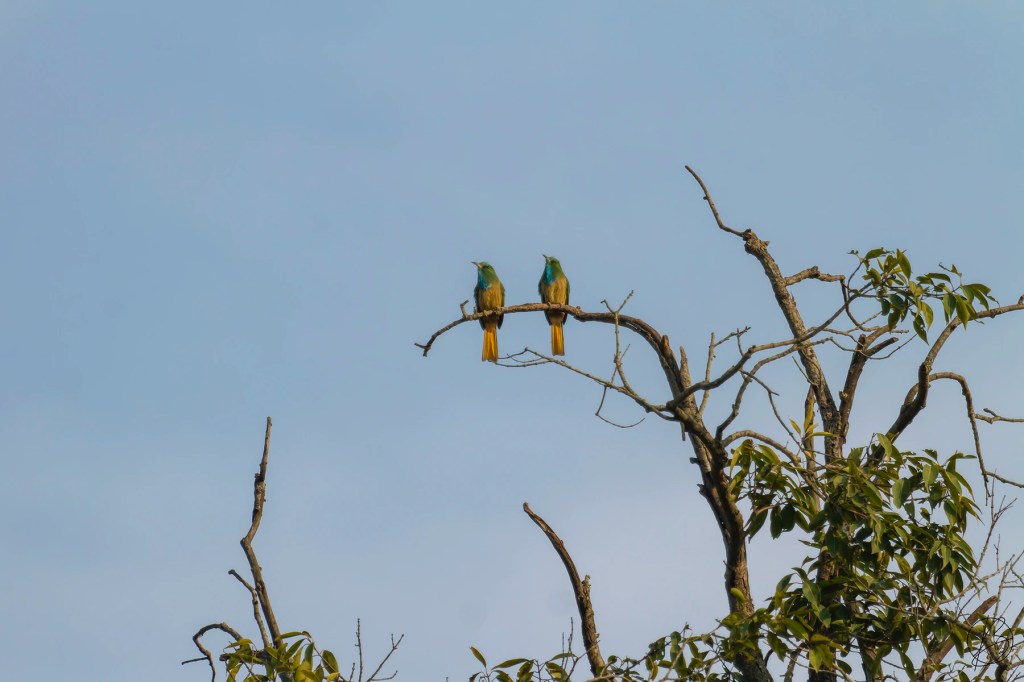 Blue-Bearded Bee-Eater