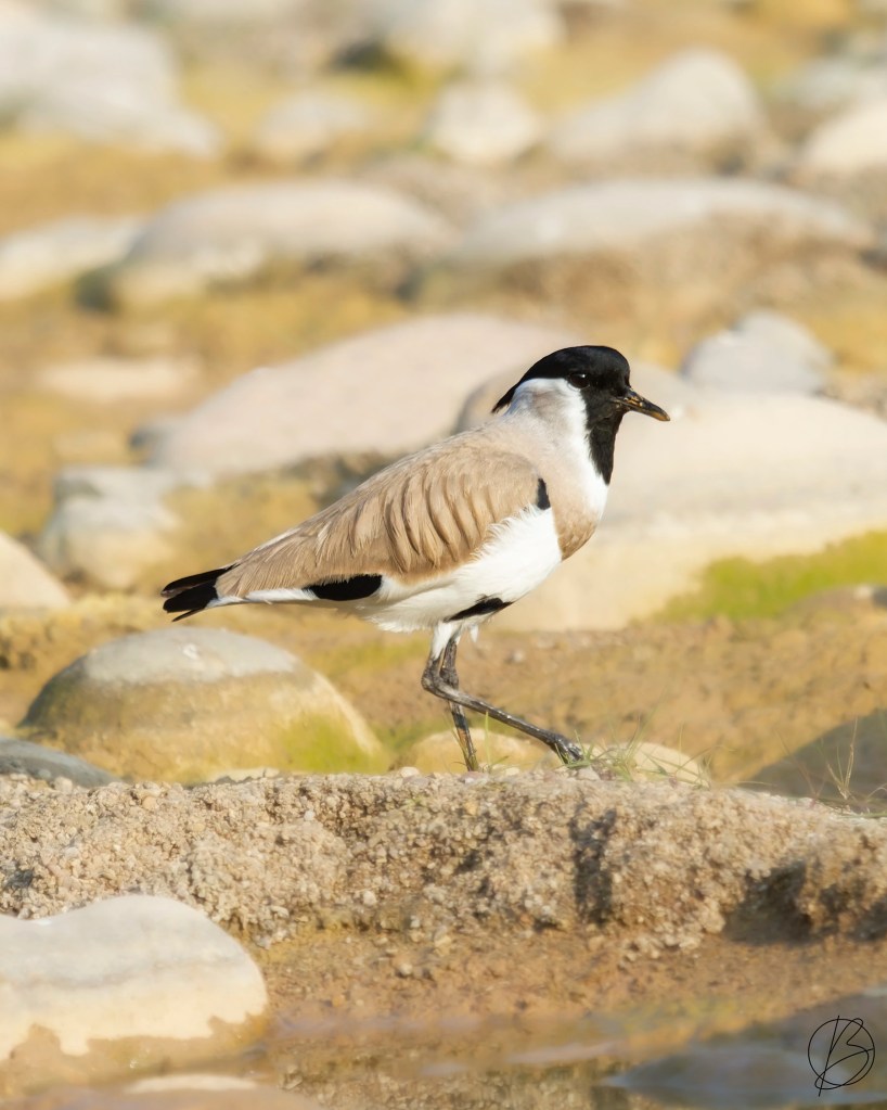 River Lapwing