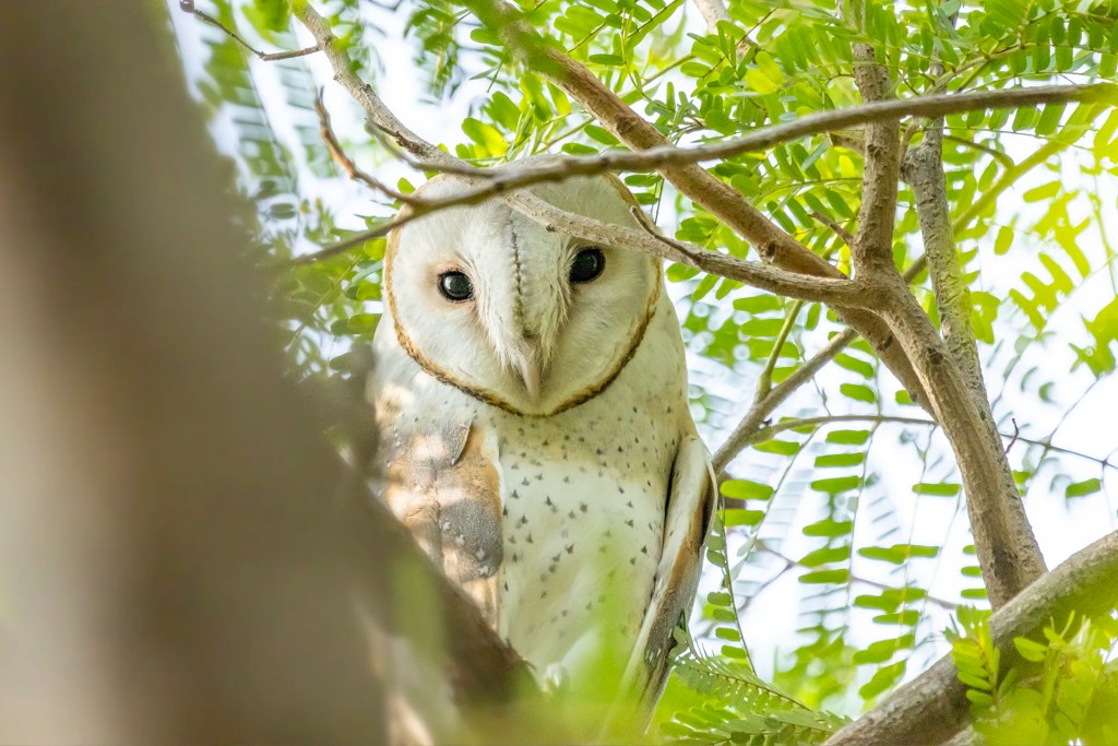 A shy Barn Owl hidden in foliage, getting mobbed by a flock of Large Gray Babblers at Nal Sarovar, Ahmedabad, Gujarat