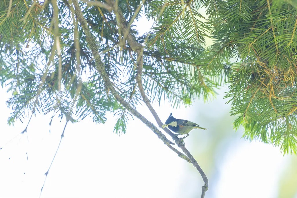 Coal Tit (Black-crested subspecies) holding nesting material in its bill, perched on a branch of a West Himalayan Fir (Abies pindrow) in Doodhpathri, Kashmir