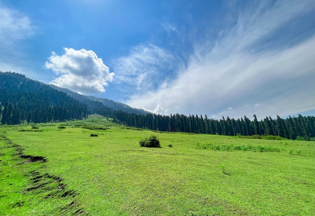Doodhpathri meadow in Kashmir under a clear blue sky, surrounded by tall fir trees and sunlit grasslands.