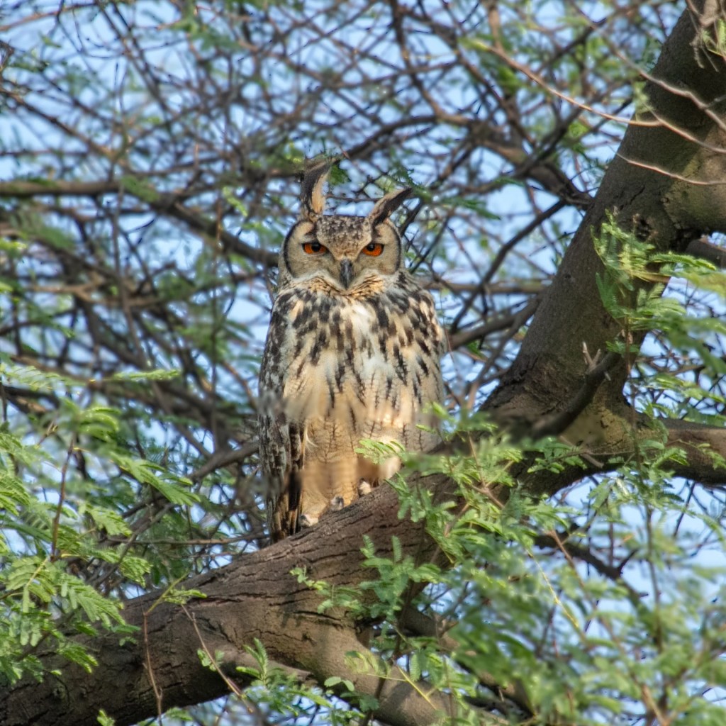 Indian Eagle Owl perched on a Kikar Tree