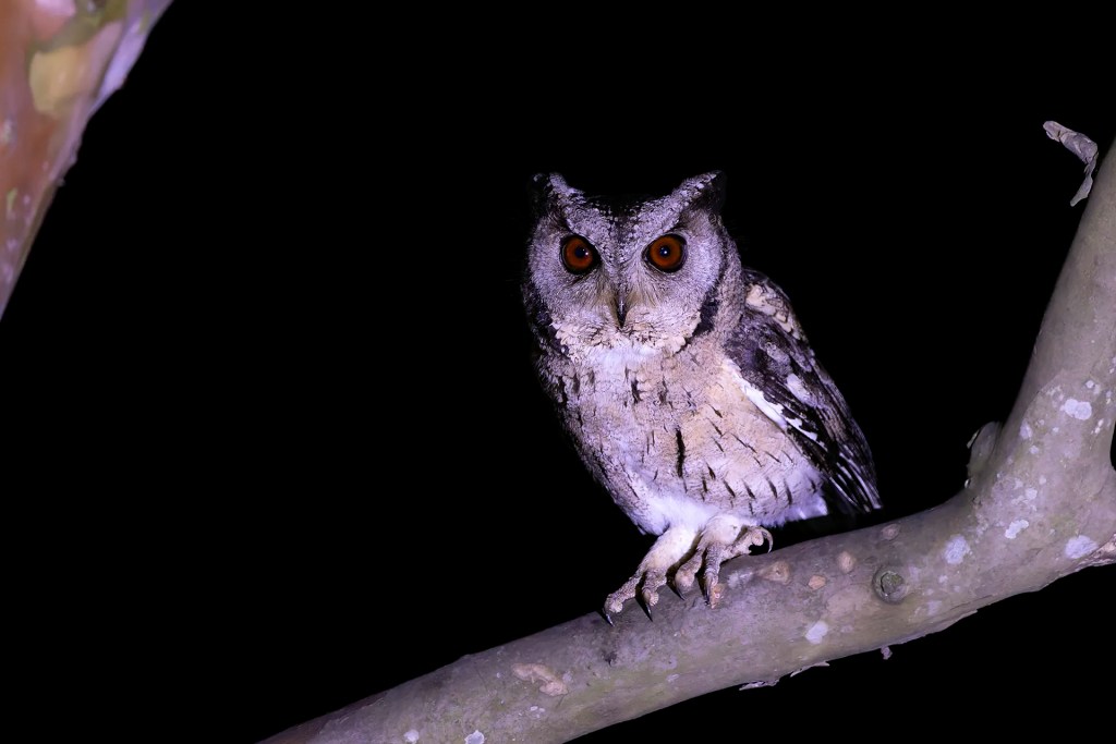 Indian Scops Owl perched on a tree in Eastern Ghats, Tamil Nadu