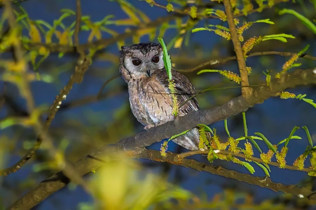 Indian Scops Owl at a residence in Phillaur