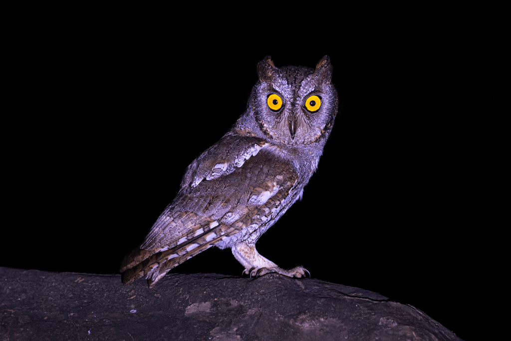 Oriental Scops Owl perched on tree in Eastern Ghats, Tamil Nadu