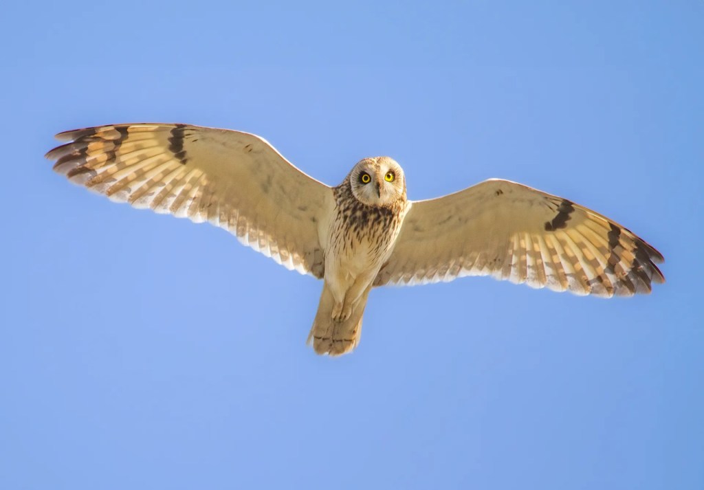 Short-Eared Owl flying near Sutlej River in Punjab