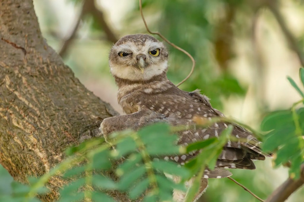 Spotted Owlet juvenile perched on a tree in Phillaur, Punjab