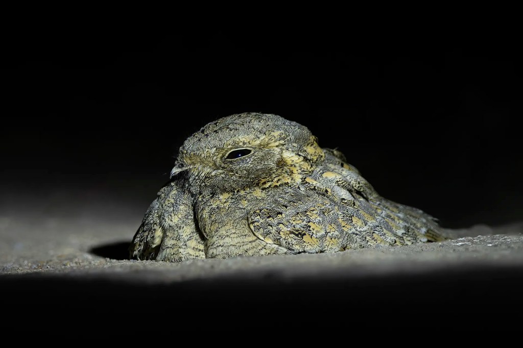 Syke's Nightjar sitting on the ground at Nal Sarovar, Ahmedabad, Gujarat