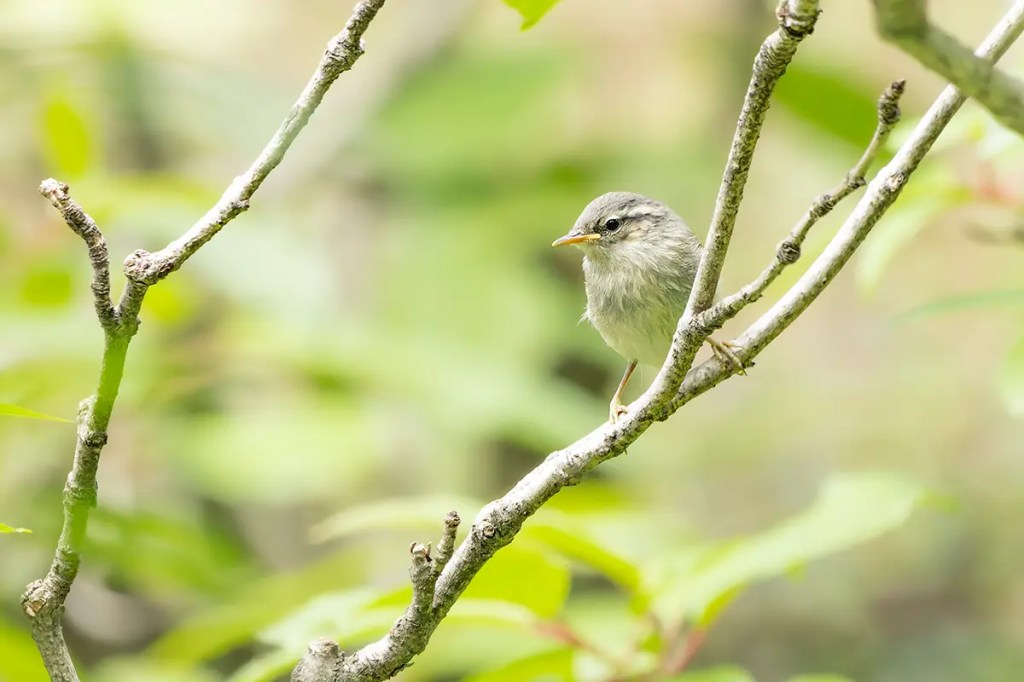 Tytler’s Leaf Warbler fledgling perched quietly on a branch in Doodhpathri, Kashmir, surrounded by green foliage.