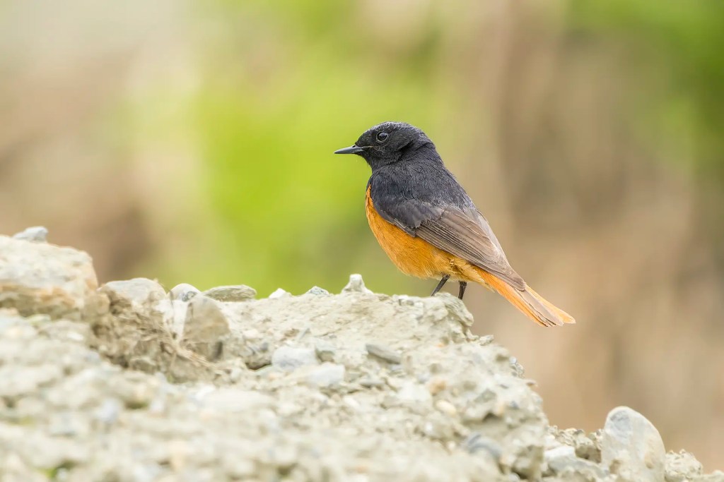Black Redstart perched on a rocky surface with a soft green and brown blurred background in Gumri Ladakh