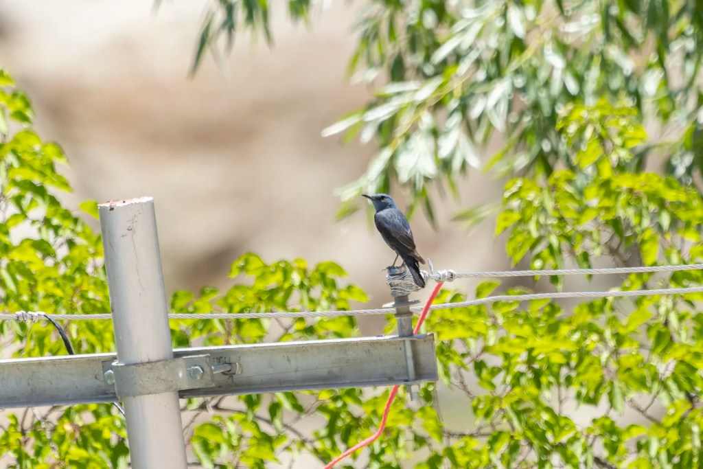 Blue Rock Thrush perched on a metal cable structure with green foliage in the background at Garkone Ladakh