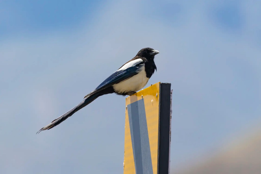 Eurasian Magpie perched on a yellow roadside marker against a blue sky in Batalik Ladakh